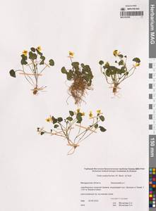 Viola crassa subsp. avatschensis (W.Becker & Hultén) Espeut, Siberia, Chukotka & Kamchatka (S7) (Russia)