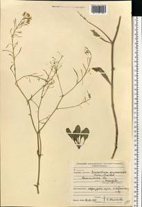 Brassica elongata subsp. integrifolia (Boiss.) Breistr., Eastern Europe, North-Western region (E2) (Russia)