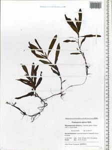 Potamogeton alpinus Balb., Eastern Europe, Northern region (E1) (Russia)