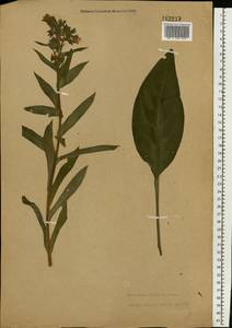 Pulmonaria angustifolia L., Eastern Europe, North Ukrainian region (E11) (Ukraine)