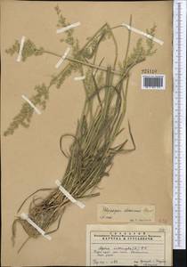 Polypogon fugax Nees ex Steud., Middle Asia, Pamir & Pamiro-Alai (M2) (Uzbekistan)