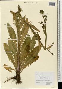 Crepis biennis L., Eastern Europe, Central region (E4) (Russia)