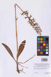 Platanthera bifolia (L.) Rich., Eastern Europe, Moscow region (E4a) (Russia)