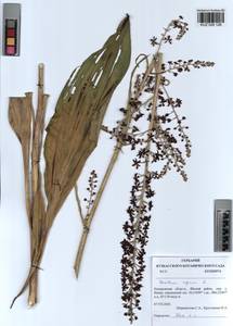 Veratrum nigrum L., Siberia, Altai & Sayany Mountains (S2) (Russia)