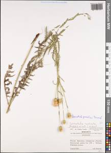 Klasea radiata subsp. gmelinii (Tausch) L. Martins, Eastern Europe, Middle Volga region (E8) (Russia)