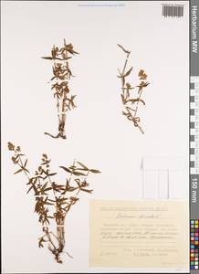 Galium boreale L., Siberia, Chukotka & Kamchatka (S7) (Russia)