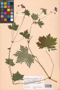 Geranium palustre L., Eastern Europe, Moscow region (E4a) (Russia)