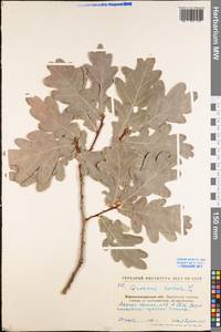 Quercus robur L., Eastern Europe, North Ukrainian region (E11) (Ukraine)