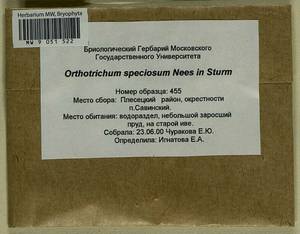 Lewinskya speciosa (Nees) F. Lara, Garilleti & Goffinet, Bryophytes, Bryophytes - European North East (B7) (Russia)