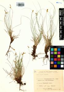 Carex supina Willd. ex Wahlenb., Siberia, Western Siberia (S1) (Russia)