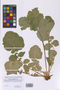 Geum macrophyllum Willd., Eastern Europe, Moscow region (E4a) (Russia)