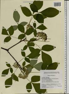 Ptelea trifoliata L., Eastern Europe, Central forest-and-steppe region (E6) (Russia)