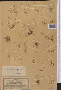 Hornungia procumbens (L.) Hayek, Middle Asia, Pamir & Pamiro-Alai (M2) (Tajikistan)