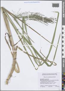 Glyceria arundinacea Kunth, Eastern Europe, Lower Volga region (E9) (Russia)