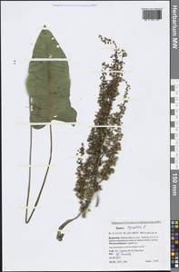 Rumex aquaticus L., Siberia, Baikal & Transbaikal region (S4) (Russia)