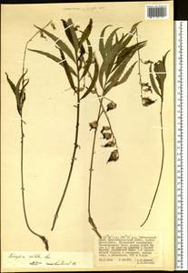 Adenophora sublata Kom., Siberia, Russian Far East (S6) (Russia)