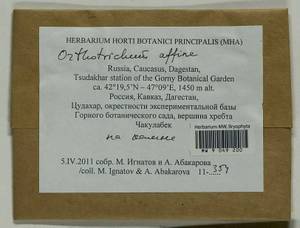 Lewinskya affinis (Brid.) F. Lara, Garilleti & Goffinet, Bryophytes, Bryophytes - North Caucasus & Ciscaucasia (B12) (Russia)