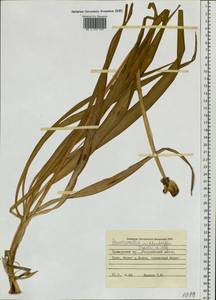 Hemerocallis middendorffii Trautv. & C.A.Mey., Siberia, Russian Far East (S6) (Russia)