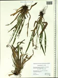 Luzula pilosa (L.) Willd., Siberia, Baikal & Transbaikal region (S4) (Russia)