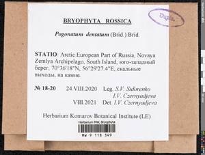 Pogonatum dentatum (Menzies ex Brid.) Brid., Bryophytes, Bryophytes - European North East (B7) (Russia)