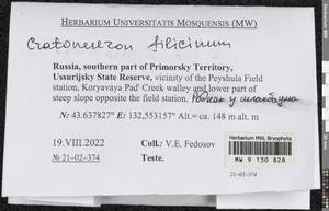Cratoneuron filicinum (Hedw.) Spruce, Bryophytes, Bryophytes - Russian Far East (excl. Chukotka & Kamchatka) (B20) (Russia)