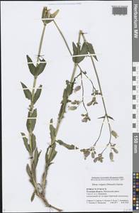 Silene vulgaris (Moench) Garcke, Eastern Europe, Central region (E4) (Russia)