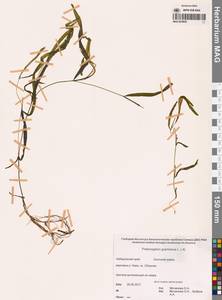 Potamogeton gramineus L., Siberia, Russian Far East (S6) (Russia)