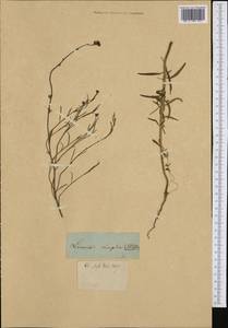 Linaria simplex (Willd.) DC., Western Europe (EUR)