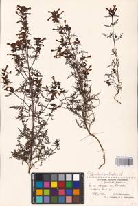 MHA 0 162 251, Pedicularis palustris L., Eastern Europe, Estonia (E2c) (Estonia)