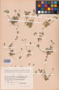 Ceratocephala orthoceras DC., Eastern Europe, Lower Volga region (E9) (Russia)