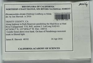 Dicranoweisia cirrata (Hedw.) Lindb. ex Milde, Bryophytes, Bryophytes - America (BAm) (United States)