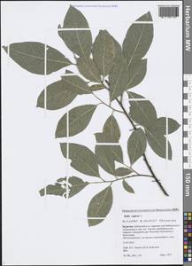 Salix caprea L., Siberia, Baikal & Transbaikal region (S4) (Russia)