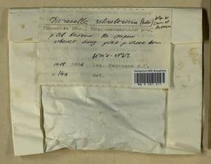 Aongstroemia schreberiana (Hedw.) Bonfim Santos & Fedosov, Bryophytes, Bryophytes - Permsky Krai, Udmurt Republic, Sverdlovsk & Kirov Oblasts (B8) (Russia)