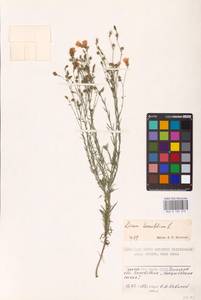 Linum tenuifolium L., Eastern Europe, South Ukrainian region (E12) (Ukraine)