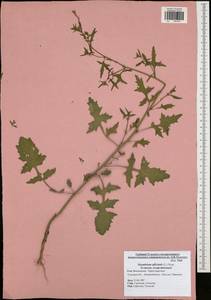Sisymbrium officinale (L.) Scop., Eastern Europe, Central region (E4) (Russia)