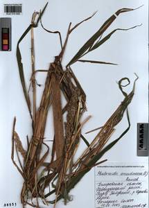 Phalaris arundinacea L., Siberia, Altai & Sayany Mountains (S2) (Russia)