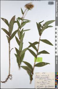 Pentanema salicinum (L.) D. Gut. Larr., Santos-Vicente, Anderb., E. Rico & M. M. Mart. Ort., Eastern Europe, Central region (E4) (Russia)