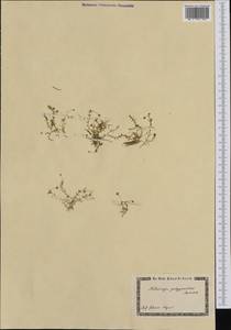 Moehringia ciliata (Scop.) Dalla Torre, Western Europe (EUR)