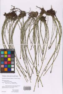 Equisetum variegatum Schleich., Eastern Europe, Central region (E4) (Russia)