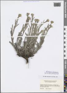 Helichrysum arenarium (L.) Moench, Siberia, Altai & Sayany Mountains (S2) (Russia)