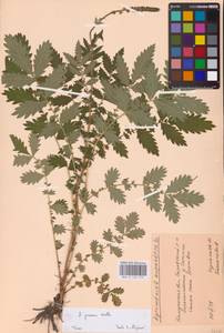 Agrimonia procera Wallr., Eastern Europe, Central region (E4) (Russia)