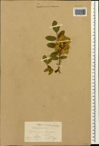 Robinia pseudoacacia L., Caucasus, Stavropol Krai, Karachay-Cherkessia & Kabardino-Balkaria (K1b) (Russia)