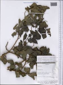 Maclura tinctoria (L.) D. Don ex Steud., America (AMER) (Paraguay)