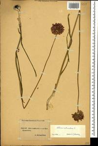 Allium rotundum L., Caucasus, Stavropol Krai, Karachay-Cherkessia & Kabardino-Balkaria (K1b) (Russia)