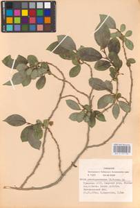 Salix pseudopentandra (Flod.) Flod., Siberia, Altai & Sayany Mountains (S2) (Russia)