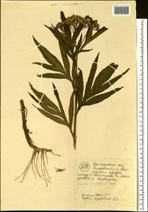 Jacobaea cannabifolia (Less.) E. Wiebe, Siberia, Chukotka & Kamchatka (S7) (Russia)