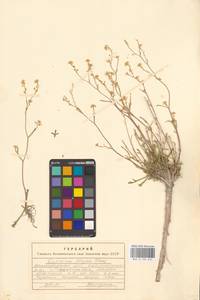 Lepidium lyratum L., Eastern Europe, Lower Volga region (E9) (Russia)