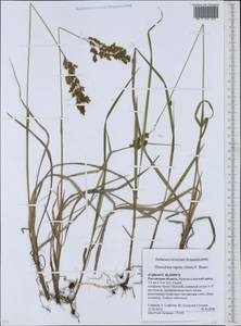 Anthoxanthum repens (Host) Veldkamp, Eastern Europe, Rostov Oblast (E12a) (Russia)