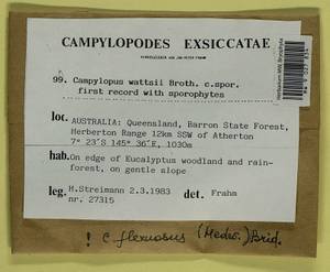 Campylopus flexuosus (Hedw.) Brid., Bryophytes, Bryophytes - Australia & New Zealand (BAu) (Australia)