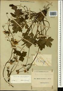 Ranunculus elegans C. Koch, Caucasus, Black Sea Shore (from Novorossiysk to Adler) (K3) (Russia)